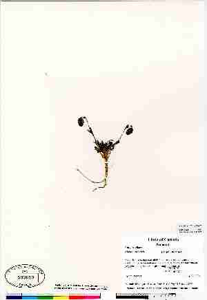  ( - Bosquet_23)  @11 [ ] Copyright  Canadian Museum of Nature Unspecified