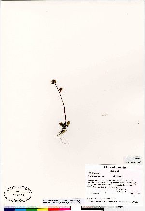  ( - Bosquet_34)  @11 [ ] Copyright (2009) Canadian Museum of Nature Unspecified