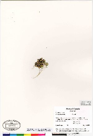  ( - Bosquet_35)  @11 [ ] Copyright (2009) Canadian Museum of Nature Unspecified