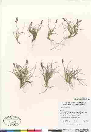  (Poa abbreviata ssp abbreviata - Gillespie_6110)  @11 [ ] Copyright (2010) Canadian Museum of Nature Canadian Museum of Nature