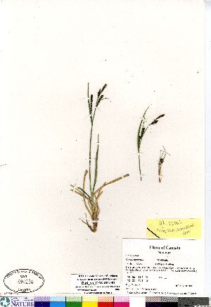  (Carex bigelowii subsp. bigelowii - Burt_sn_CAN594236)  @11 [ ] Copyright (2011) Canadian Museum of Nature Canadian Museum of Nature