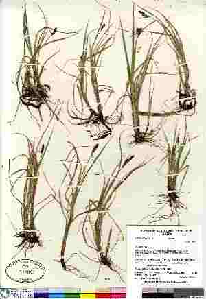  (Carex holostoma - Gillespie_8910)  @11 [ ] Copyright (2011) Canadian Museum of Nature Canadian Museum of Nature