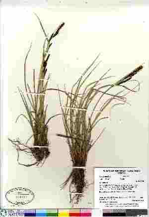  (Carex aquatilis var. minor - Gillespie_8973)  @11 [ ] Copyright (2011) Canadian Museum of Nature Canadian Museum of Nature