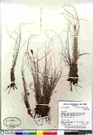  (Kobresia sibirica - Gillespie_9035)  @11 [ ] Copyright (2011) Canadian Museum of Nature Canadian Museum of Nature