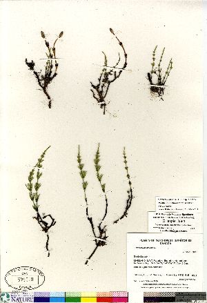  (Equisetum arvense ssp alpestre - Gillespie_8581)  @11 [ ] Copyright (2011) Canadian Museum of Nature Canadian Museum of Nature