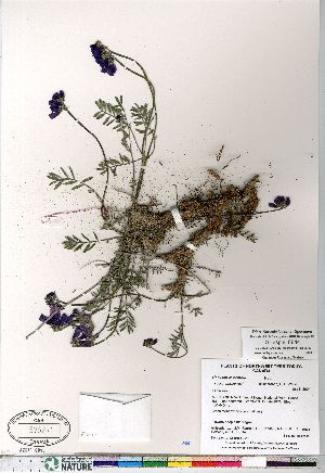  (Hedysarum boreale - Gillespie_8844)  @11 [ ] Copyright (2011) Canadian Museum of Nature Canadian Museum of Nature
