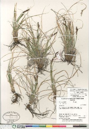  (Carex petricosa - Gillespie_9095)  @11 [ ] Copyright (2011) Canadian Museum of Nature Canadian Museum of Nature