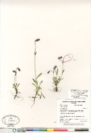  (Silene uralensis ssp uralensis - Gillespie_9071)  @11 [ ] Copyright (2011) Canadian Museum of Nature Canadian Museum of Nature