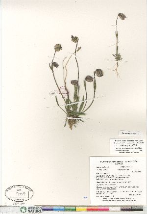  (Silene uralensis ssp arctica - Gillespie_9079)  @11 [ ] Copyright (2011) Canadian Museum of Nature Canadian Museum of Nature