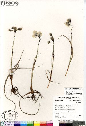  (Eriophorum triste - Gillespie_8827)  @11 [ ] Copyright (2012) Canadian Museum of Nature Canadian Museum of Nature