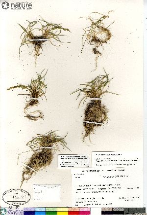  (Puccinellia alaskana - Meehan_Bog-01)  @11 [ ] Copyright (2012) Canadian Museum of Nature Canadian Museum of Nature
