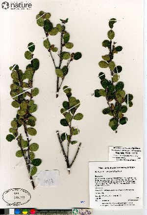  (Betula pumila - Saarela_1535_CAN)  @11 [ ] Copyright (2012) Canadian Museum of Nature Canadian Museum of Nature