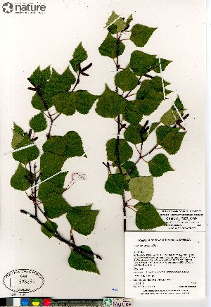  (Betula neoalaskana - Saarela_1528_CAN)  @11 [ ] Copyright (2012) Canadian Museum of Nature Canadian Museum of Nature