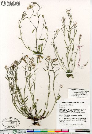  (Braya humilis ssp humilis - Gillespie_9827_CAN)  @11 [ ] Copyright (2012) Canadian Museum of Nature Canadian Museum of Nature