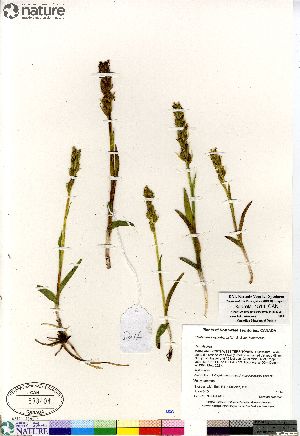  (Platanthera hyperborea var hyperborea - Saarela_1514_CAN)  @11 [ ] Copyright (2012) Canadian Museum of Nature Canadian Museum of Nature
