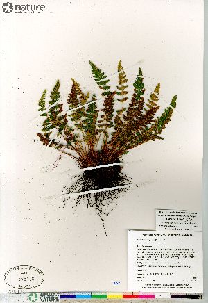  (Woodsia ilvensis - Saarela_1564_CAN)  @14 [ ] Copyright (2012) Canadian Museum of Nature Canadian Museum of Nature