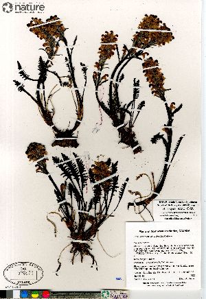  ( - Gillespie_9520_CAN)  @11 [ ] Copyright (2012) Canadian Museum of Nature Canadian Museum of Nature