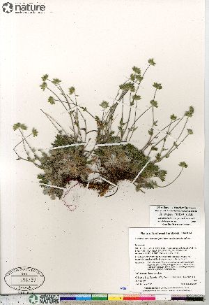  (Potentilla sect. Niveae hybrid (arenosa nivea subvahliana - Gillespie_10126_CAN)  @11 [ ] Copyright (2012) Canadian Museum of Nature Canadian Museum of Nature