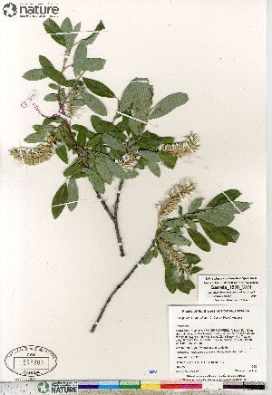  (Salix glauca var villosa - Saarela_1530_CAN)  @11 [ ] Copyright (2012) Canadian Museum of Nature Canadian Museum of Nature