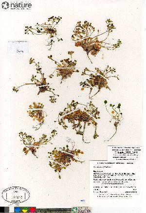  ( - Gillespie_9626_CAN)  @11 [ ] Copyright (2012) Canadian Museum of Nature Canadian Museum of Nature