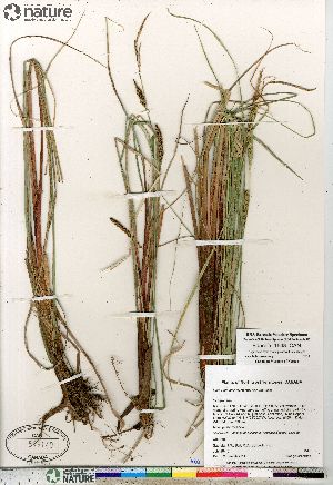  (Carex aquatilis var. aquatilis - Saarela_1548_CAN)  @11 [ ] Copyright (2012) Canadian Museum of Nature Canadian Museum of Nature