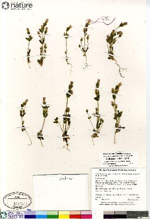  (Gentianella propinqua ssp arctophila - Gillespie_9907_CAN)  @11 [ ] Copyright (2012) Canadian Museum of Nature Canadian Museum of Nature