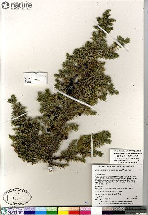  (Juniperus communis ssp depressa - Saarela_1526_CAN)  @11 [ ] Copyright (2012) Canadian Museum of Nature Canadian Museum of Nature