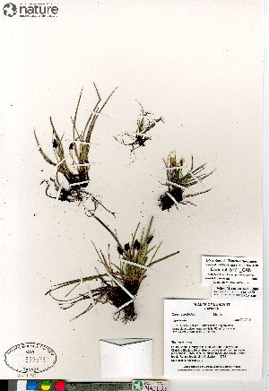  (Carex scirpoidea var scirpoidea - Consaul_3771_CAN)  @11 [ ] Copyright (2012) Canadian Museum of Nature Canadian Museum of Nature