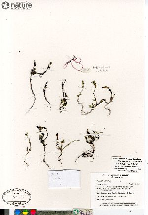  (Polygonum fowleri hudsonianum - Consaul_4222_CAN)  @11 [ ] Copyright (2012) Canadian Museum of Nature Canadian Museum of Nature