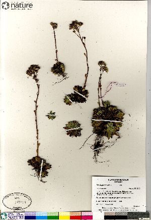  (Saxifraga paniculata - Consaul_4103_CAN)  @11 [ ] Copyright (2012) Canadian Museum of Nature Canadian Museum of Nature