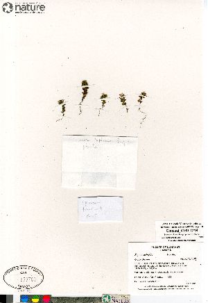  (Euphrasia frigida - Consaul_4139_CAN)  @11 [ ] Copyright (2012) Canadian Museum of Nature Canadian Museum of Nature