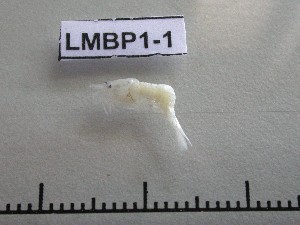  ( - LMBP1-001)  @13 [ ] Unspecified (default): All Rights Reserved  Unspecified Unspecified