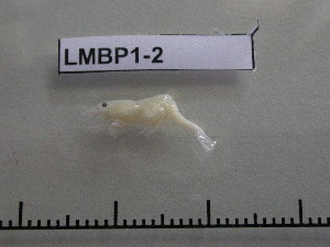  ( - LMBP1-002)  @13 [ ] Unspecified (default): All Rights Reserved  Unspecified Unspecified