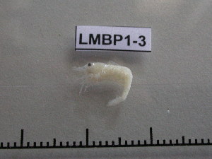  ( - LMBP1-003)  @11 [ ] Unspecified (default): All Rights Reserved  Unspecified Unspecified