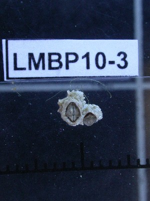  ( - LMBP10-03)  @13 [ ] Unspecified (default): All Rights Reserved  Unspecified Unspecified