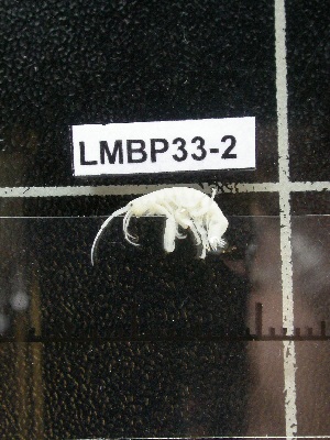  ( - LMBP33-002)  @11 [ ] Unspecified (default): All Rights Reserved  Unspecified Unspecified