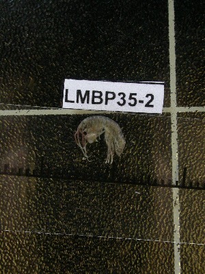  ( - LMBP35-002)  @11 [ ] Unspecified (default): All Rights Reserved  Unspecified Unspecified