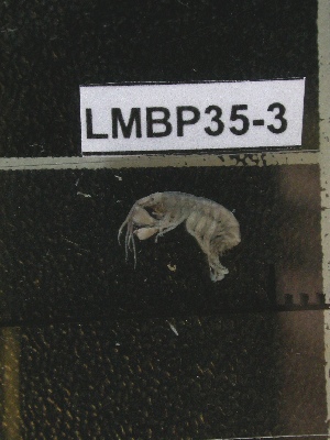  ( - LMBP35-003)  @11 [ ] Unspecified (default): All Rights Reserved  Unspecified Unspecified
