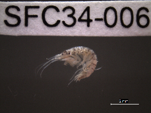  (Microdeutopus chelifer - SFC34-006)  @11 [ ] Unspecified (default): All Rights Reserved  Unspecified Unspecified