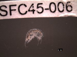  (Ericthonius sp - SFC45-006)  @11 [ ] Unspecified (default): All Rights Reserved  Unspecified Unspecified