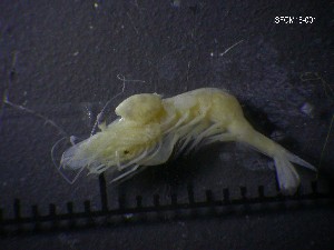  ( - SFCM15-001)  @11 [ ] Unspecified (default): All Rights Reserved  Unspecified Unspecified