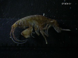  ( - SFCM38-001)  @11 [ ] Unspecified (default): All Rights Reserved  Unspecified Unspecified