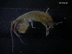  ( - SFCM38-002)  @11 [ ] Unspecified (default): All Rights Reserved  Unspecified Unspecified