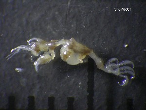  ( - SFCM8-001)  @11 [ ] Unspecified (default): All Rights Reserved  Unspecified Unspecified