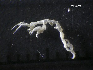  ( - SFCM8-002)  @11 [ ] Unspecified (default): All Rights Reserved  Unspecified Unspecified