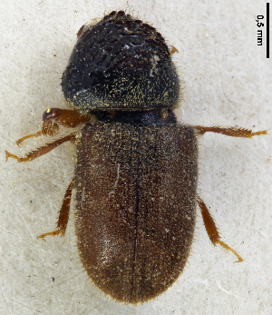  (Trypophloeus grandis - GAC.33850)  @11 [ ] Creative Commons Attribution Share-Alike 4.0 (2022) Pekka Malinen Luomus