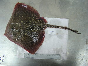  ( - FCFOP64-51)  @13 [ ] Unspecified (default): All Rights Reserved  Unspecified Unspecified