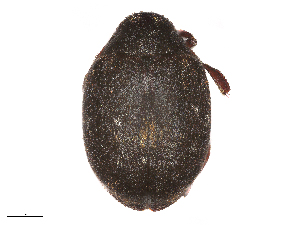  ( - CHARS00306-B03)  @11 [ ] CreativeCommons - Attribution (2020) CBG Photography Group Centre for Biodiversity Genomics