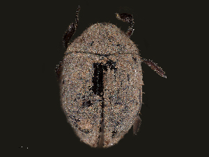  ( - CHARS00302-C09)  @11 [ ] CreativeCommons - Attribution (2020) CBG Photography Group Centre for Biodiversity Genomics