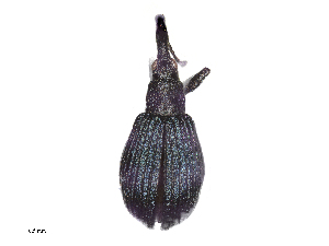  ( - CHARS00302-F04)  @11 [ ] CreativeCommons - Attribution (2019) CBG Photography Group Centre for Biodiversity Genomics